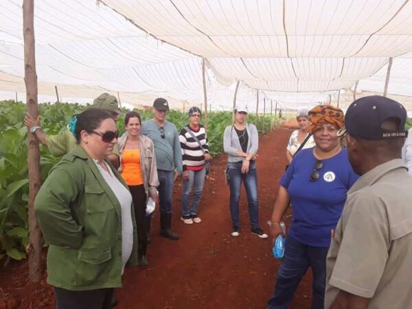 Área de producción agrícola del Instituto de Investigaciones del Tabaco