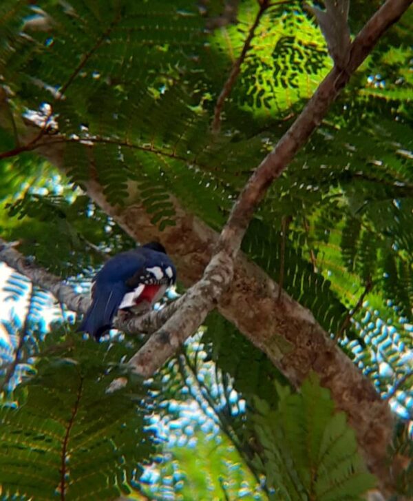 Tocororo en área protegida Valle del Río Ariguanabo.