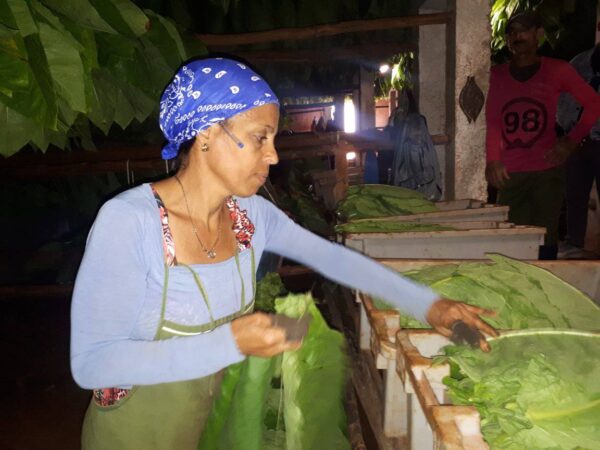 Mujer tabacalera. Fotos: Tomadas del perfil en Facebook de Empresa ABT Lázaro Peña.