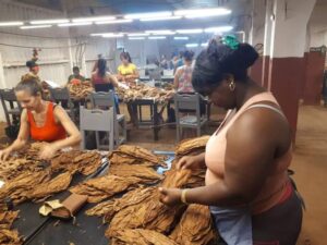 Garantizan el éxito de la actual campaña tabacalera