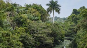 Velan por el cuidado de la diversidad biológica