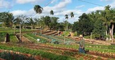 Agroecología, mejor agricultura. Foto: tomada de El Artemiseño