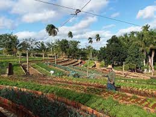 Agroecología, mejor agricultura. Foto: tomada de El Artemiseño