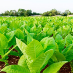 El tabaco, sector vital en el Ariguanabo