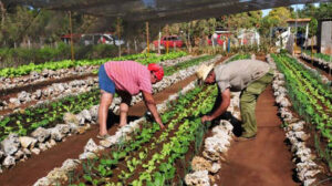 Fortalecimiento de la seguridad alimentaria