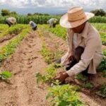 Contribuyendo a la alimentación humana y animal