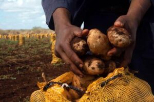 Contribuyen productores ariguanabenses a la producción para consumo social