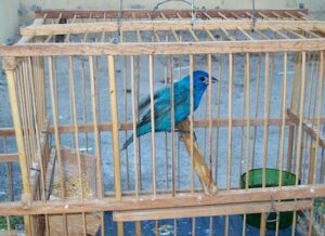 Aves en peligro, en paisaje protegido