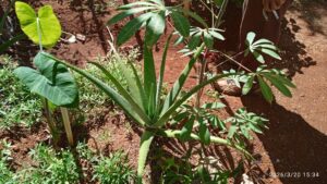 Manos que siembran, familias que ahorran (+Fotos)