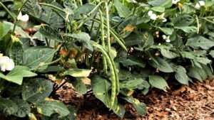 La producción de frijoles para la soberanía alimentaria
