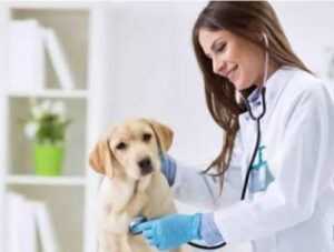 Veterinarios, vocación de vida