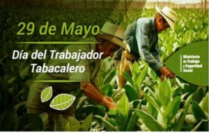 Enfrentar desafíos fortalece el tabaco en el Ariguanabo 