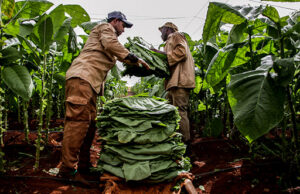 Héroes del tabaco 