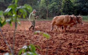 Fortalecen la producción local y el abastecimiento de alimentos