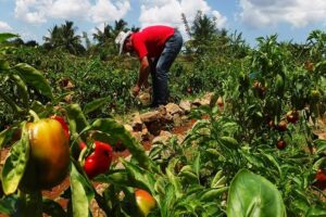 Promueven prácticas agroecológicas en cooperativas ariguanabenses
