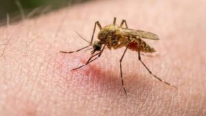 Prevenir es ganarle al mosquito