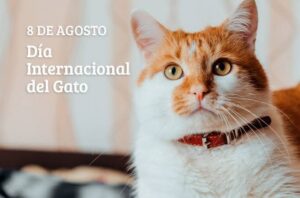 Un agosto para maullar