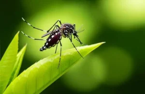 Priorozan seguimiento a enfermedades transmisibles en el Ariguanabo