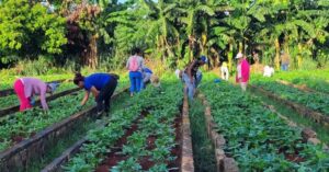 Fortalece agricultura producción en organopónicos en San Antonio de los Baños