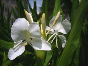 La flor que guarda el espíritu de Cuba