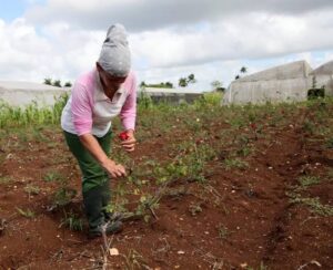 Una mujer que labora la tierra